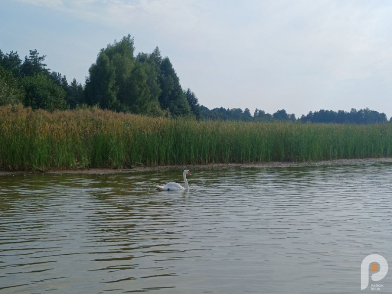 Вісім озер Волині, які варто відвідати цього літа