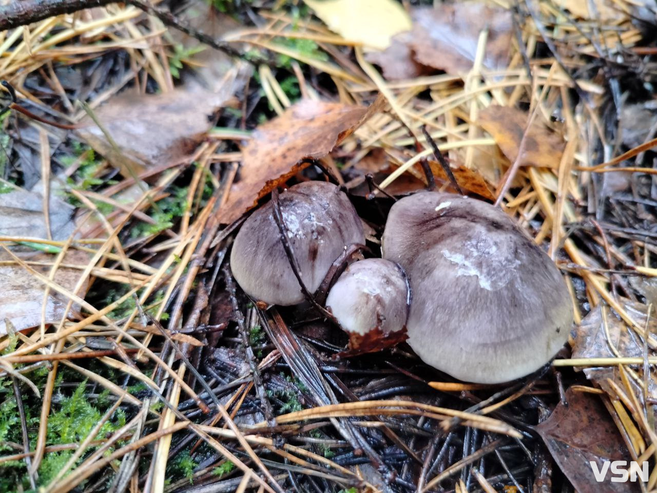 У пошуках зеленого золота: як на Волині збирають зелениці