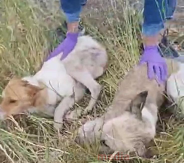 На Волині зоозахисники врятували з ями-могильника дві виснажені собаки