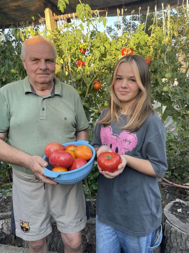 З кожного пеньочка – по відру врожаю: як лучанин отримує величезний врожай помідорів на невеликій ділянці