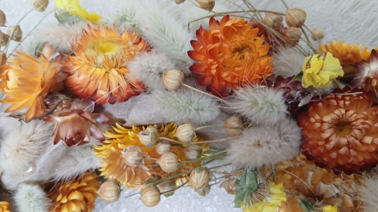 Як виростити зайцехвіст у саду та вдома: прості поради від досвідченої квітникарки з Волині