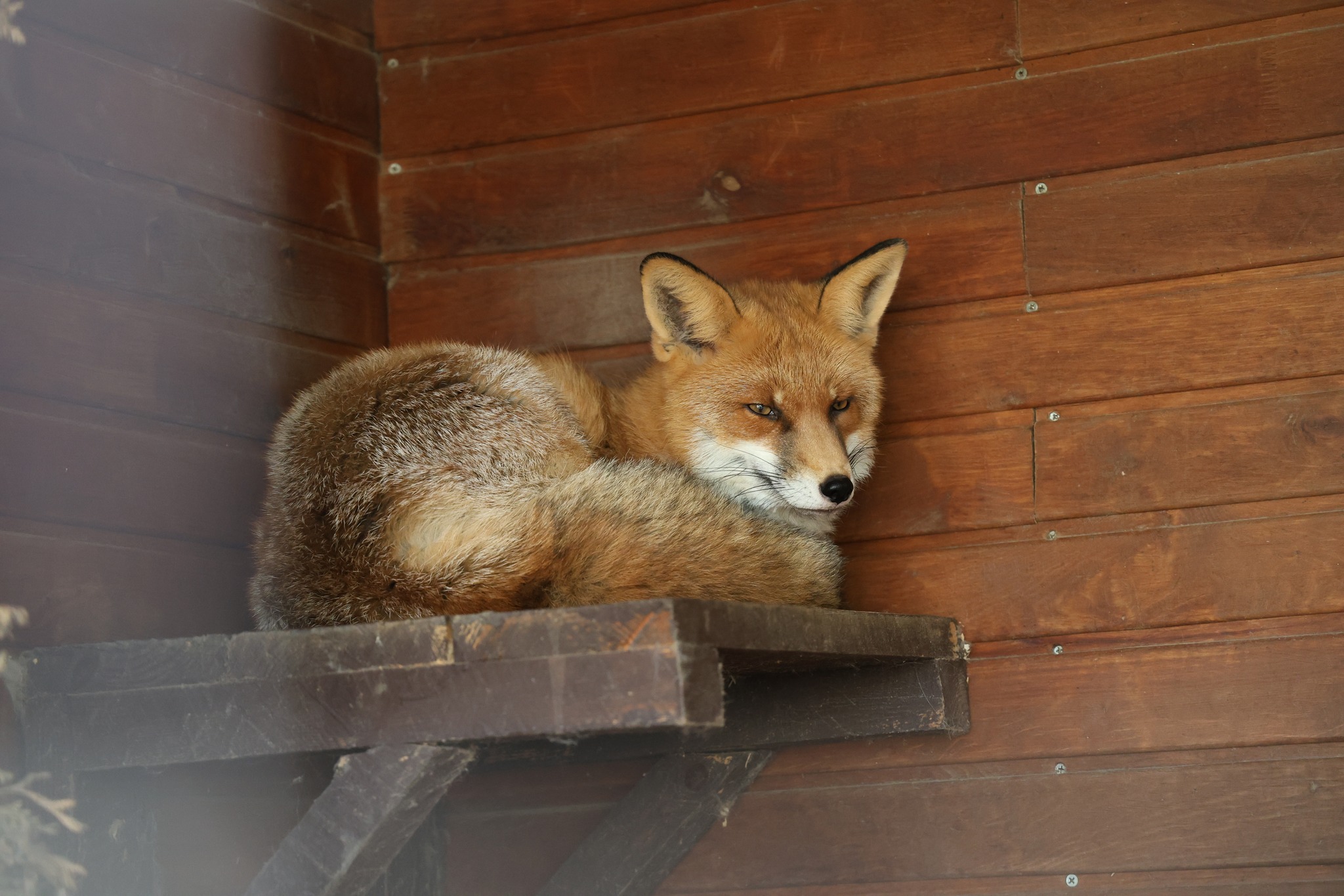 Лисиці в Луцьку: чи варто панікувати, якщо побачили тварину в місті
