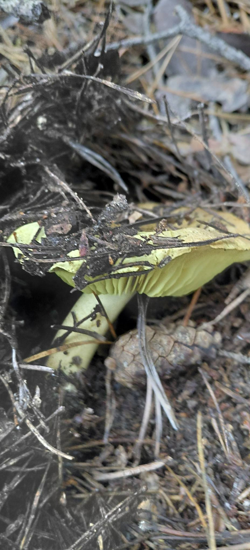 У лісах на Волині навіть у грудні збирають гриби