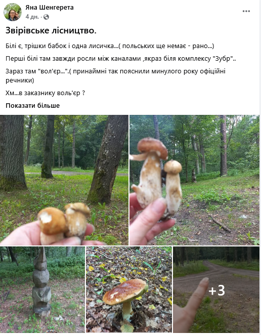 Грибний бум на Волині: де шукати білі, лисички та опеньки