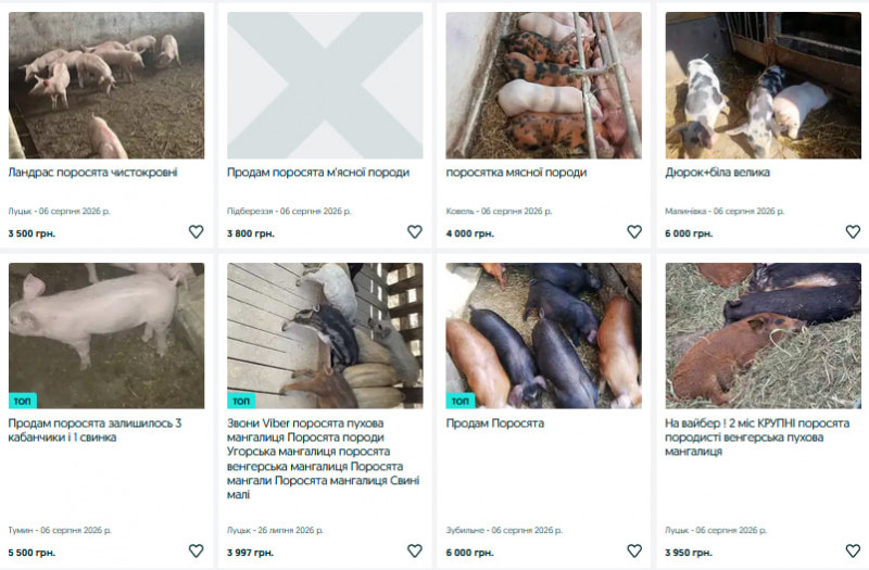 Скільки коштують поросята на Волині?