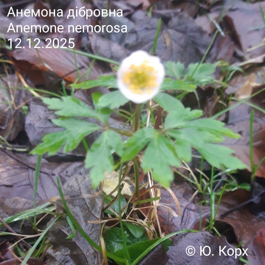 На Волині в середині грудня зацвіла анемона: науковці пояснили незвичне явище