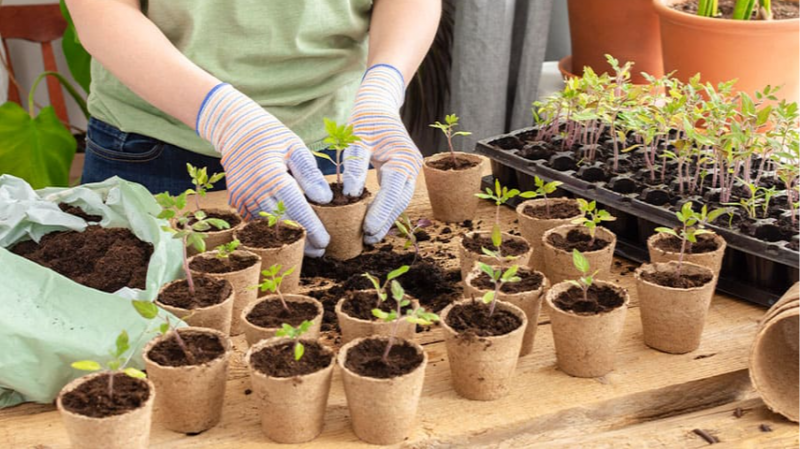 Щоб урожай був щедрим: покрокова схема підживлення розсади для волинських господарів