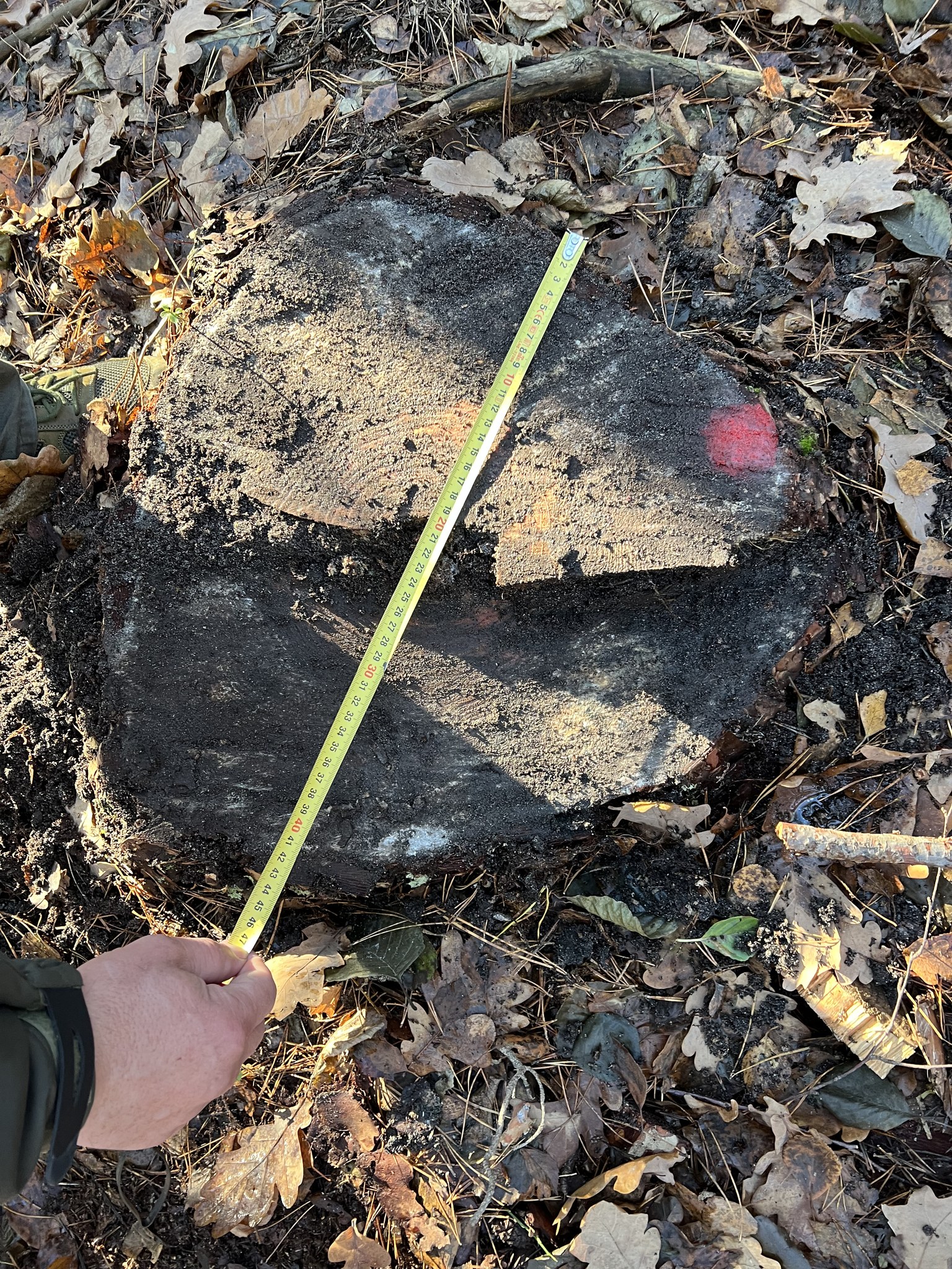 У Луцькому районі на території нацпарку виявили незаконну рубку лісу на майже 2 млн грн
