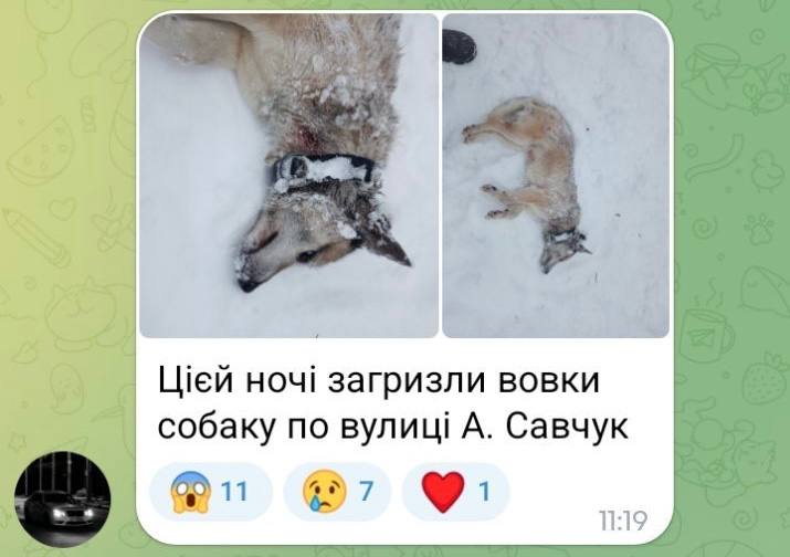 «Тихо заходять у двори й убивають»: у селі на Волині хижаки нападають на домашніх собак