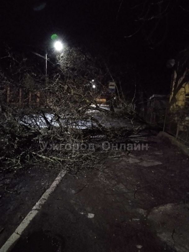 Повалені дерева та зірваний дах: в Ужгороді сильний буревій наробив біди. Фото