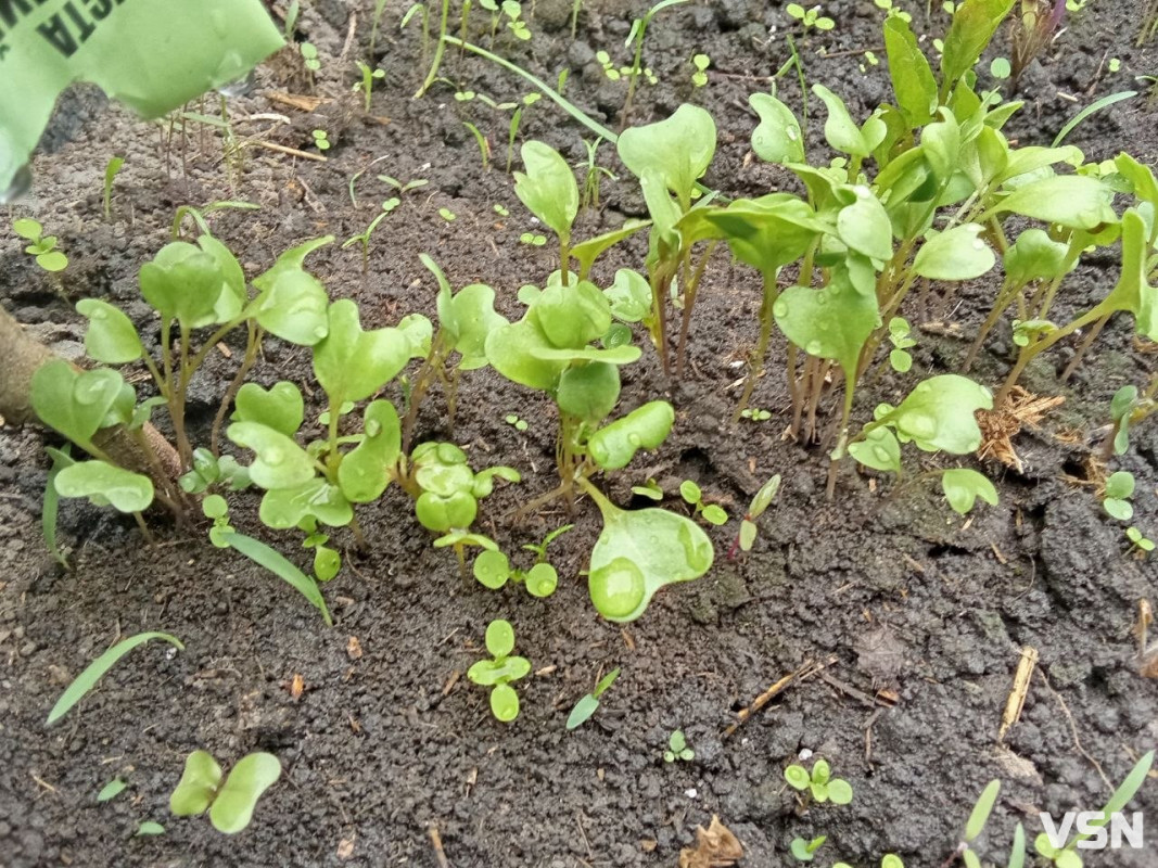 Коли висаджувати розсаду та сіяти насіння: календар городніх робіт на Волині