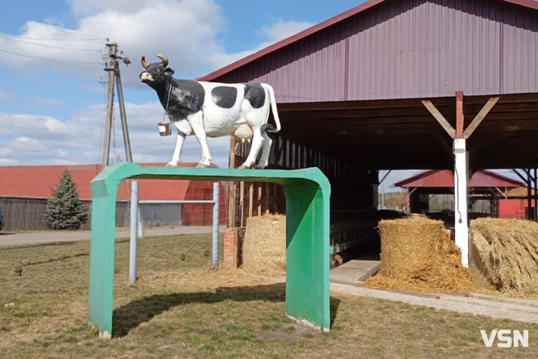 Весна — випробування для худоби: як волинські фермери готують корів до сезону