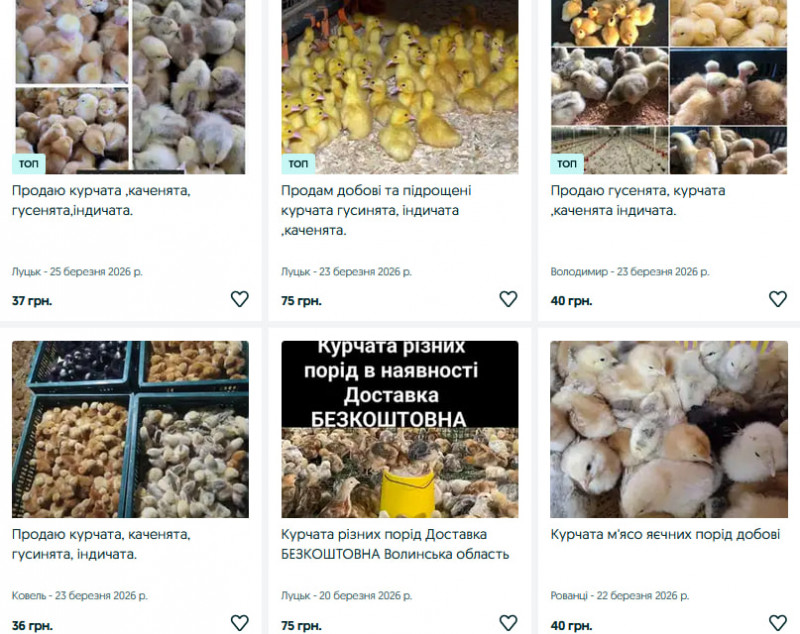 На Волині стартував сезон продажу птиці: скільки коштують курчата, качки та гуси