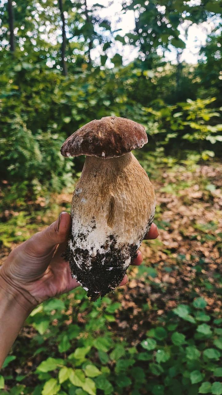 Сезон грибів на Волині - у розпалі: куди вдало сходити на «тихе полювання»