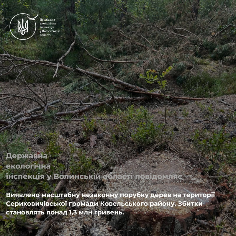 Незаконна вирубка дерев на Волині: збитки перевищили 1,3 мільйони гривень