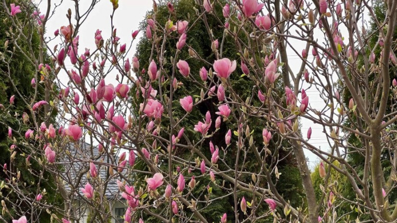 Захоплення переросло у справу життя: господар із Луцького району вирощує сотні магнолій