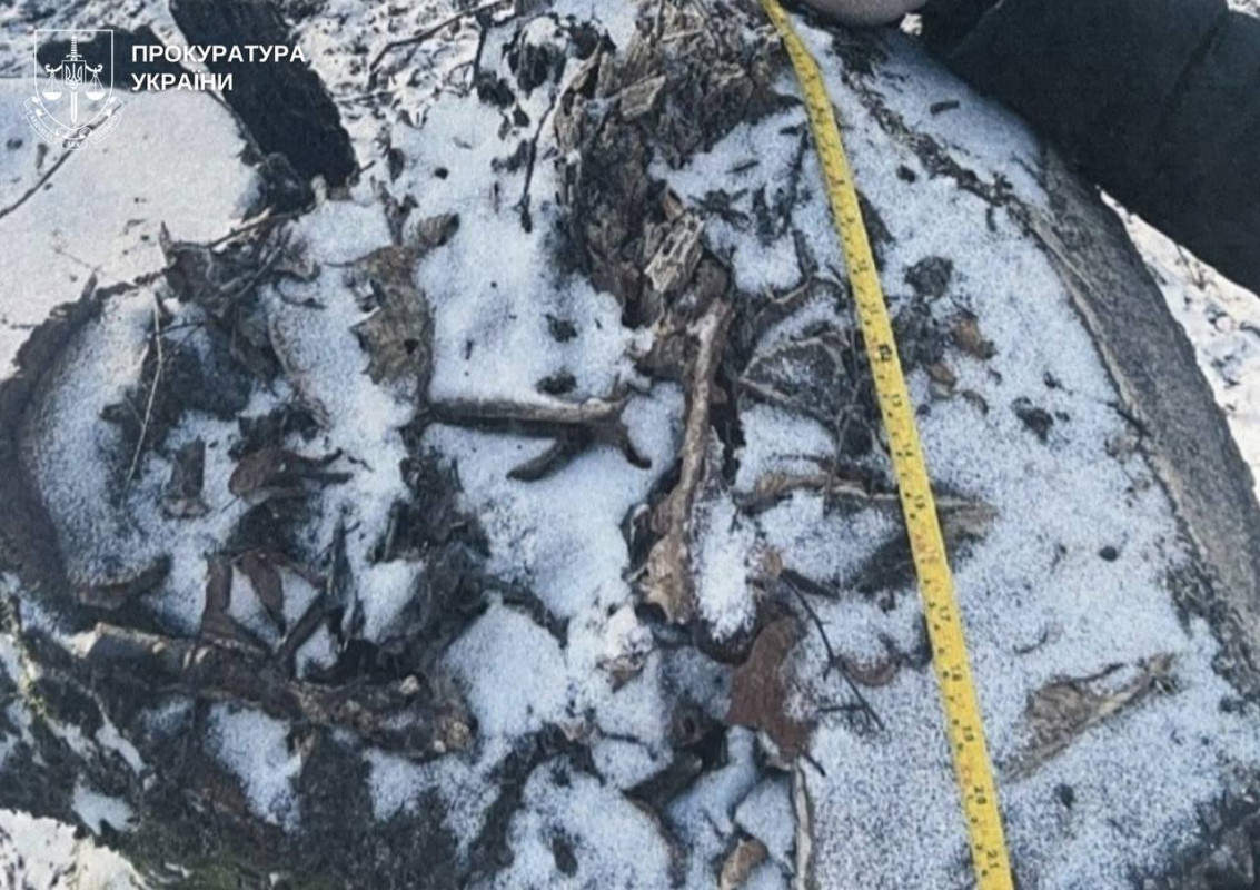 Незаконна вирубка на 5 мільйонів - майстру лісу на Волині оголосили підозру