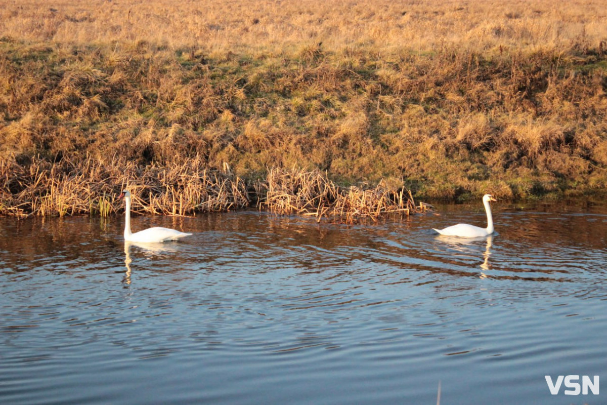 Чим взимку наповнити годівнички для птахів на вулицях Луцька?