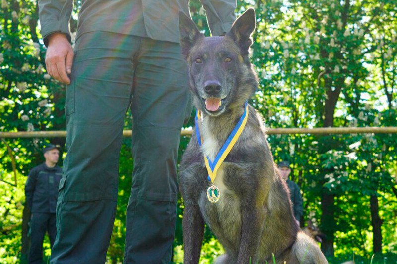 «Більше, ніж просто друг»: службовий собака з Маріуполя знайшов понад тисячу боєприпасів. Фото