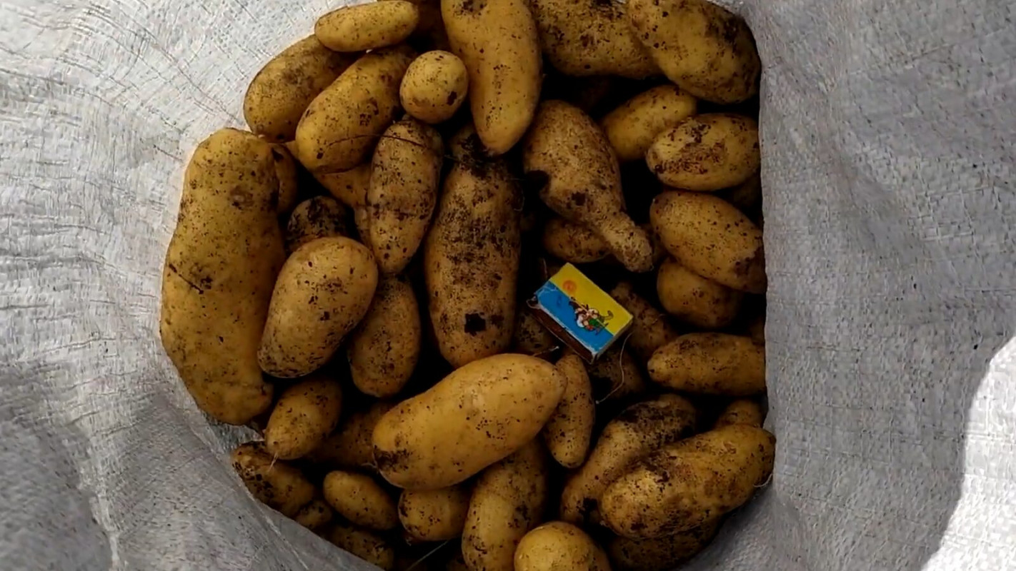 Дають щедрий урожай і гарно зберігаються до весни: 5 найкращих сортів картоплі