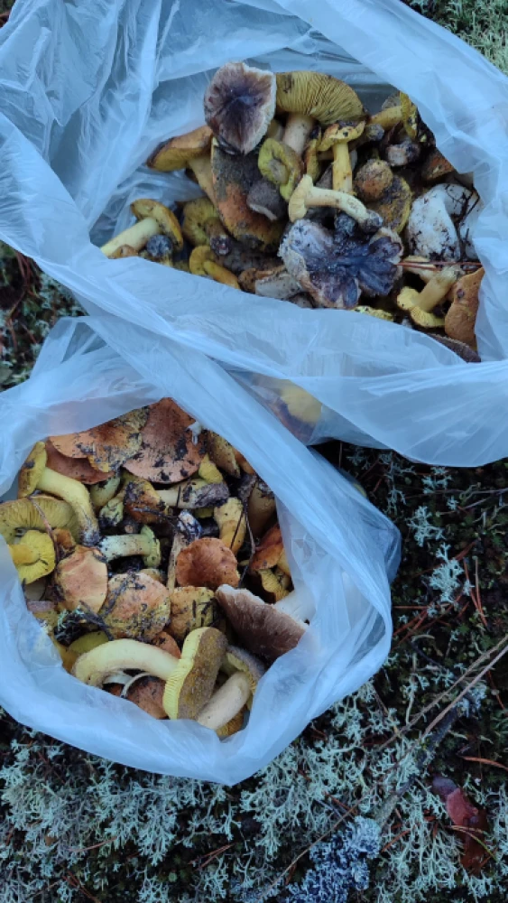 Новорічний улов: волиняни назбирали повні кошики грибів