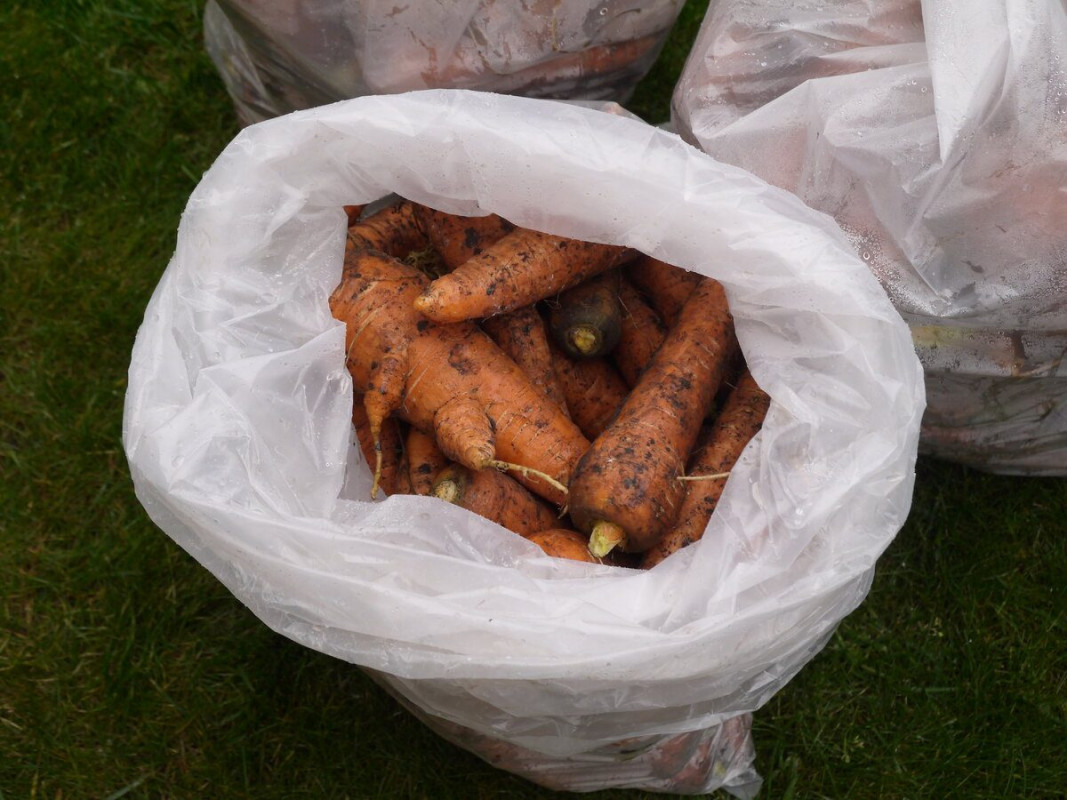 Лише один продукт убереже коренеплоди від гнилі та усихання: як зберегти моркву взимку