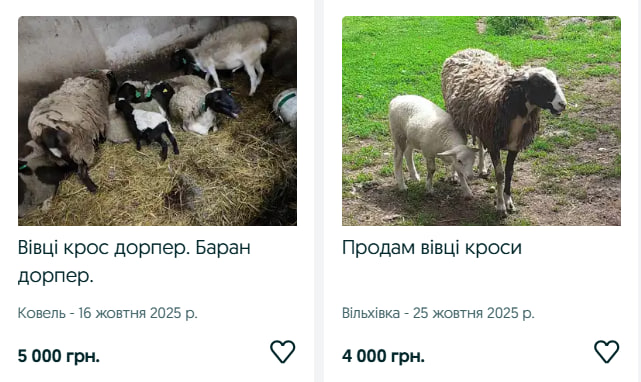 Скільки коштують кози та вівці на Волині?