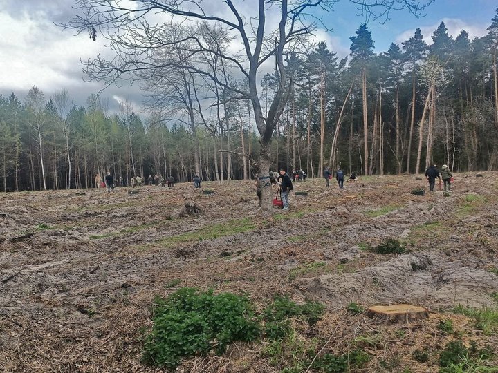 Понад гектар лісу на Волині висадили на честь загиблого воїна-лісівника Богдана Костючика