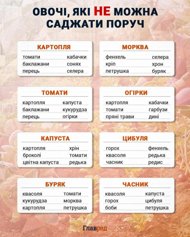 Не відкладайте до весни: три овочі, які можна посіяти під зиму