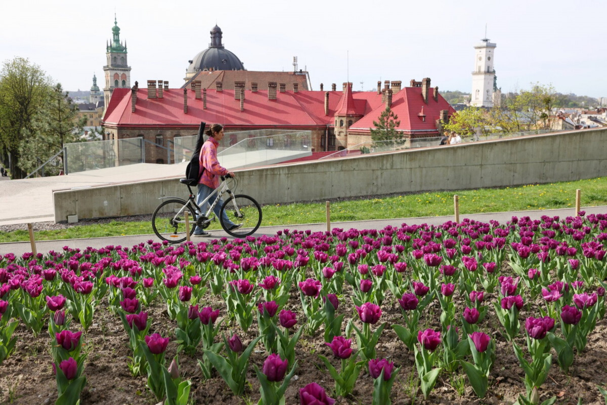 У Львові цвіте майже 200 тисяч тюльпанів: де знайти найкрасивіші локації
