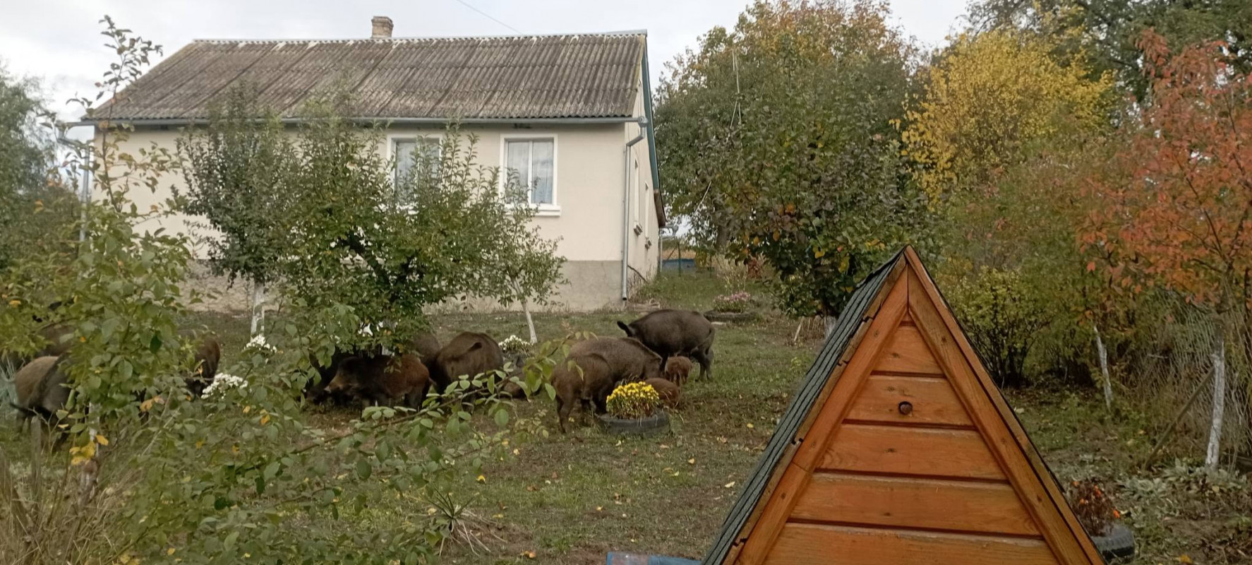 До волинянки на подвір’я завітала родина диких кабанів із поросятами. Відео