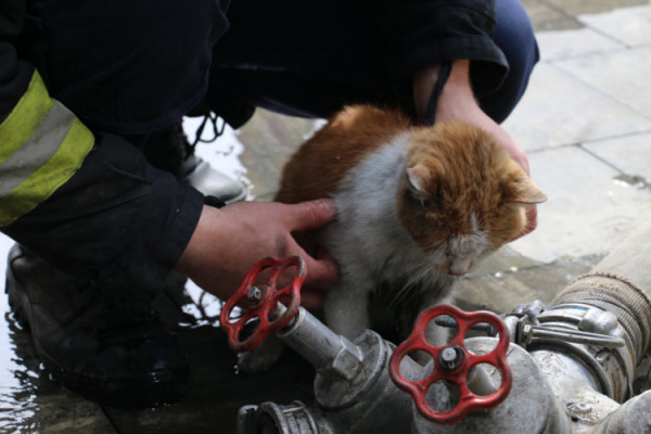 Українські вогнеборці врятували котика з задимленого приміщення і прихистили у пожежній частині