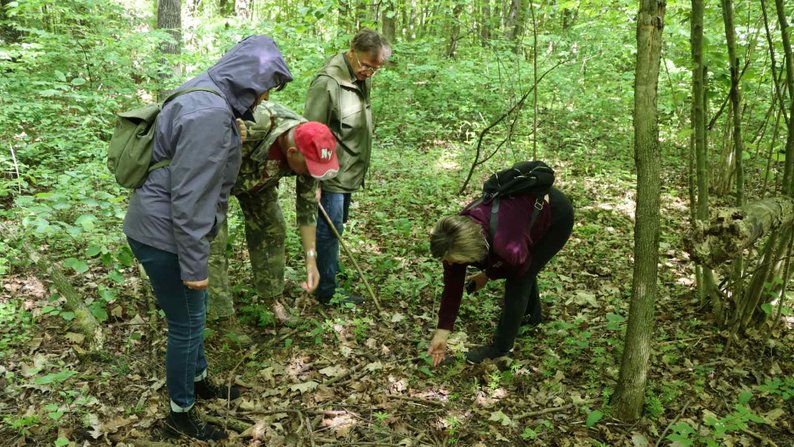 Останніх п'ять років ніхто її вже не бачив: у нацпарку на Волині виявили рідкісну рослину