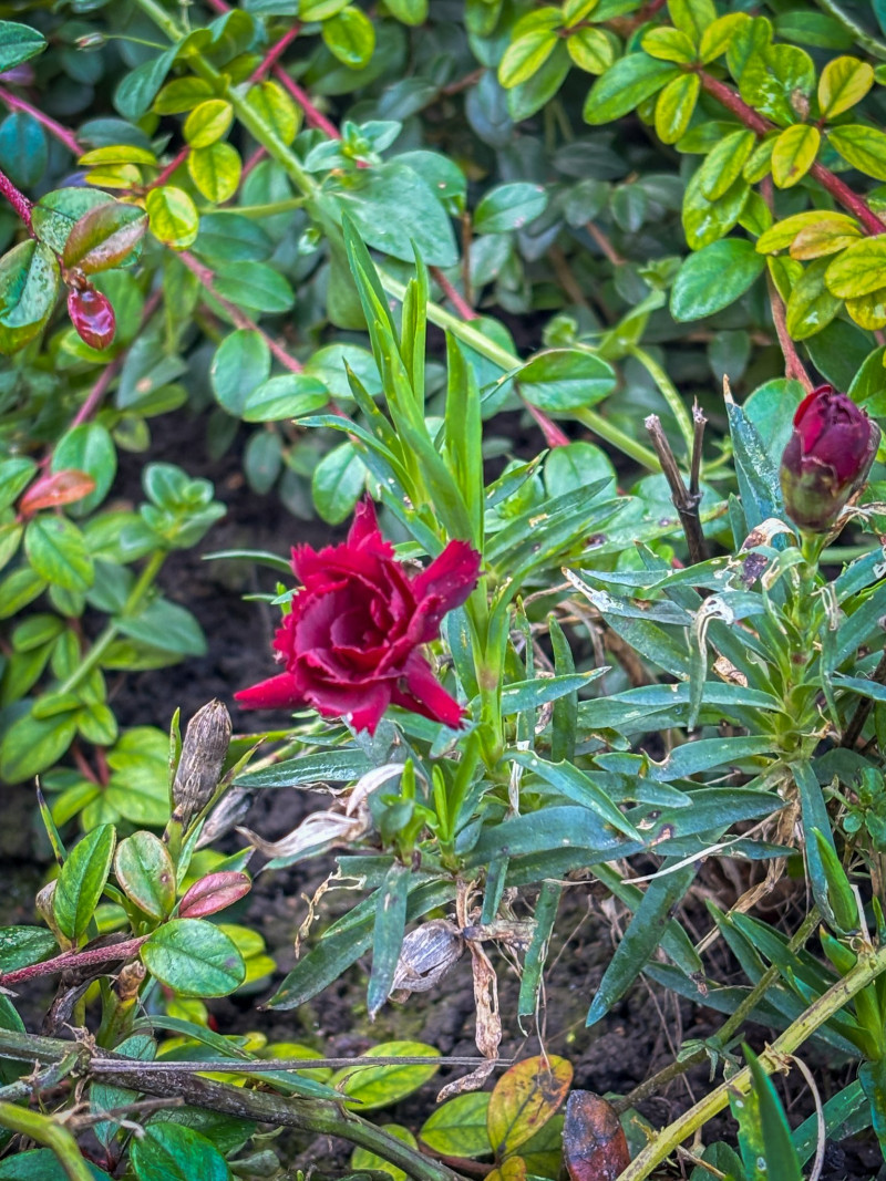 Передріздвяне диво у Луцьку: біля собору посеред зими розквітли квіти