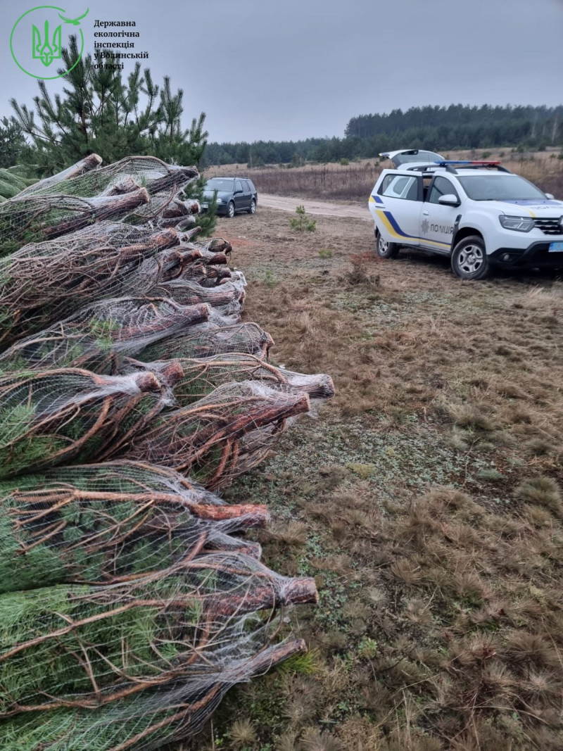 На Волині впіймали на гарячому порушника, який незаконно зрізав сосни для продажу