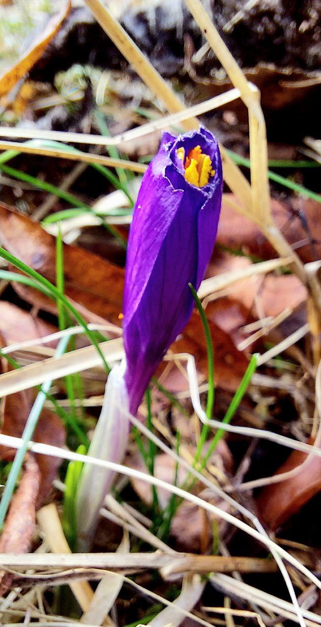 Весна йде: на заході України помітили справжнє диво природи. Фото