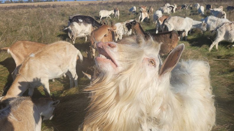 Волинянин має 130 кіз, випасає їх в електроогорожі та разом з дружиною щодня доять тварин. Відео