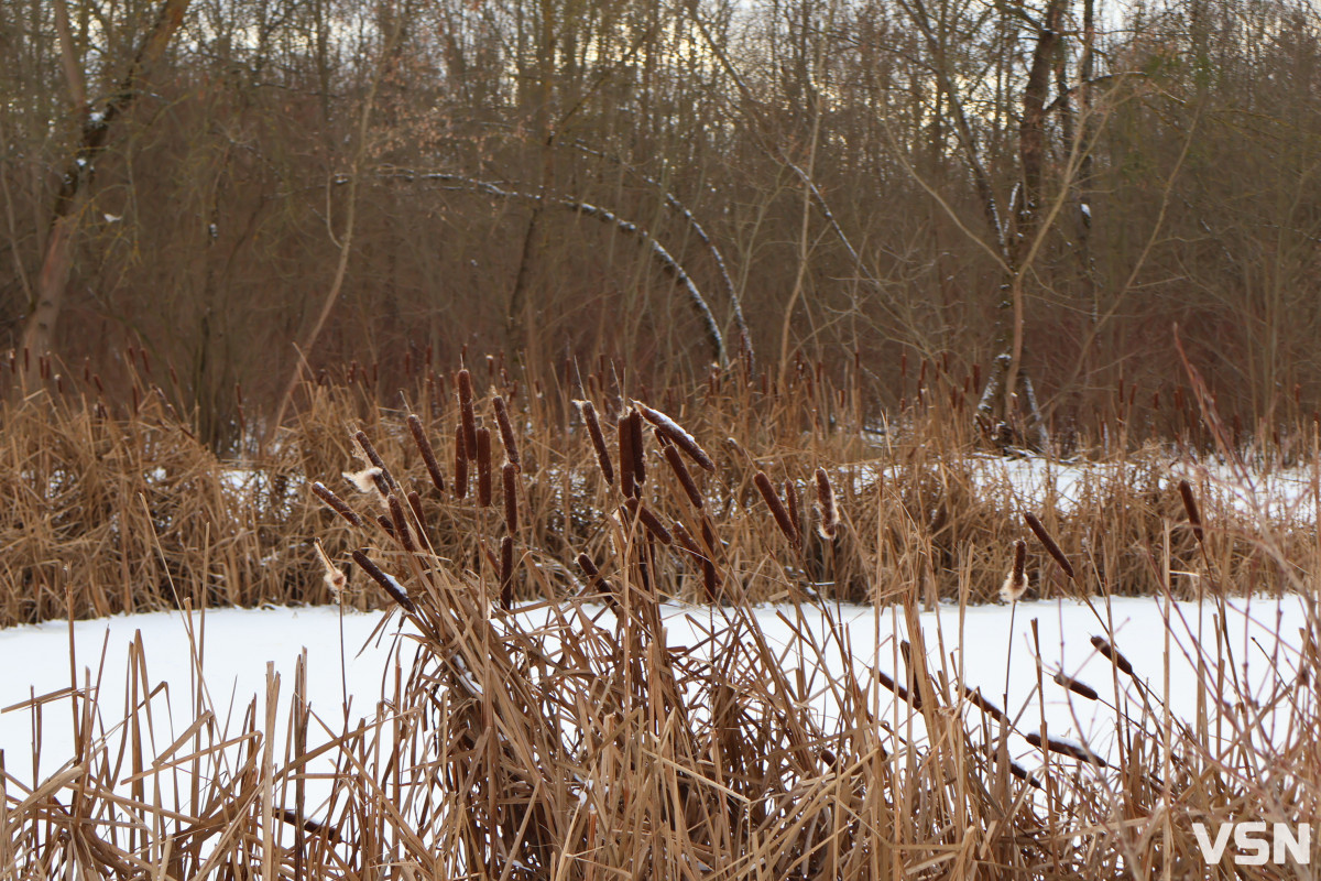 Останній день 2025 у Луцьку: місто в очікуванні Нового року. Фоторепортаж