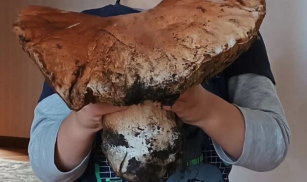 Завширшки, як плечі жінки: волинянка знайшла гриба-гіганта