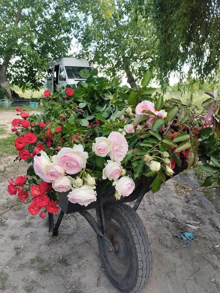 Волинянин знайшов справу життя на Буковині та понад 25 років вирощує троянди й фруктові дерева