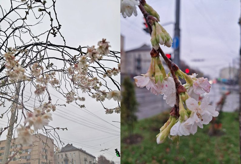 У Луцьку зацвіли сакури