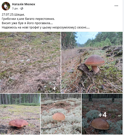 Грибний бум на Волині: де шукати білі, лисички та опеньки