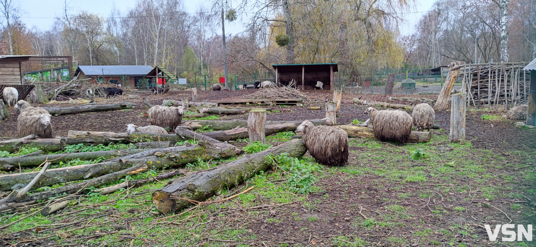 У Луцькому зоопарку готуються до зими: тварин переводять у теплі вольєри, а для відвідувачів уже готують свято Миколая