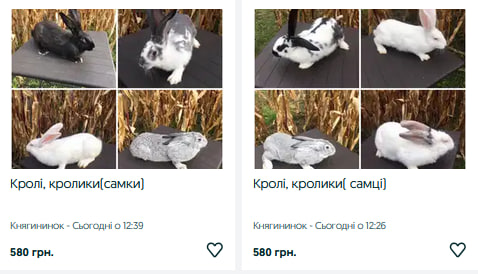 Скільки коштують декоративні та м’ясні породи кролів на Волині
