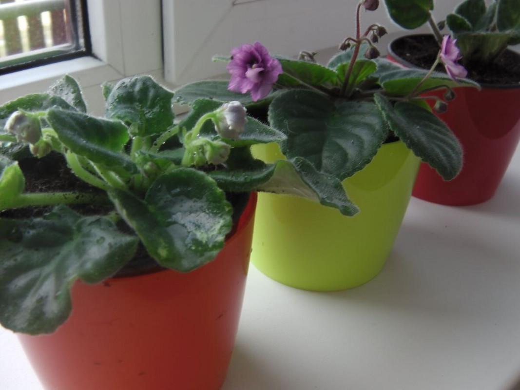 Не заливайте фіалки взимку: схема “1-14-1” для рясного цвітіння