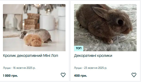 Скільки коштують декоративні та м’ясні породи кролів на Волині