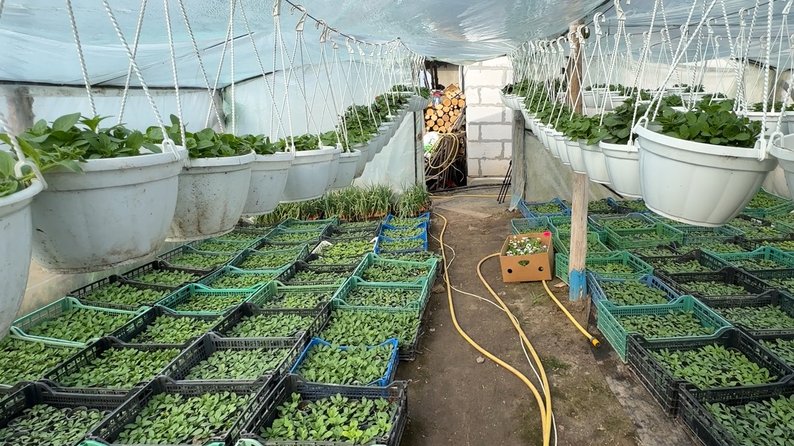 Квітникарка з Волині продає розсаду на ринку та веде ТікТок