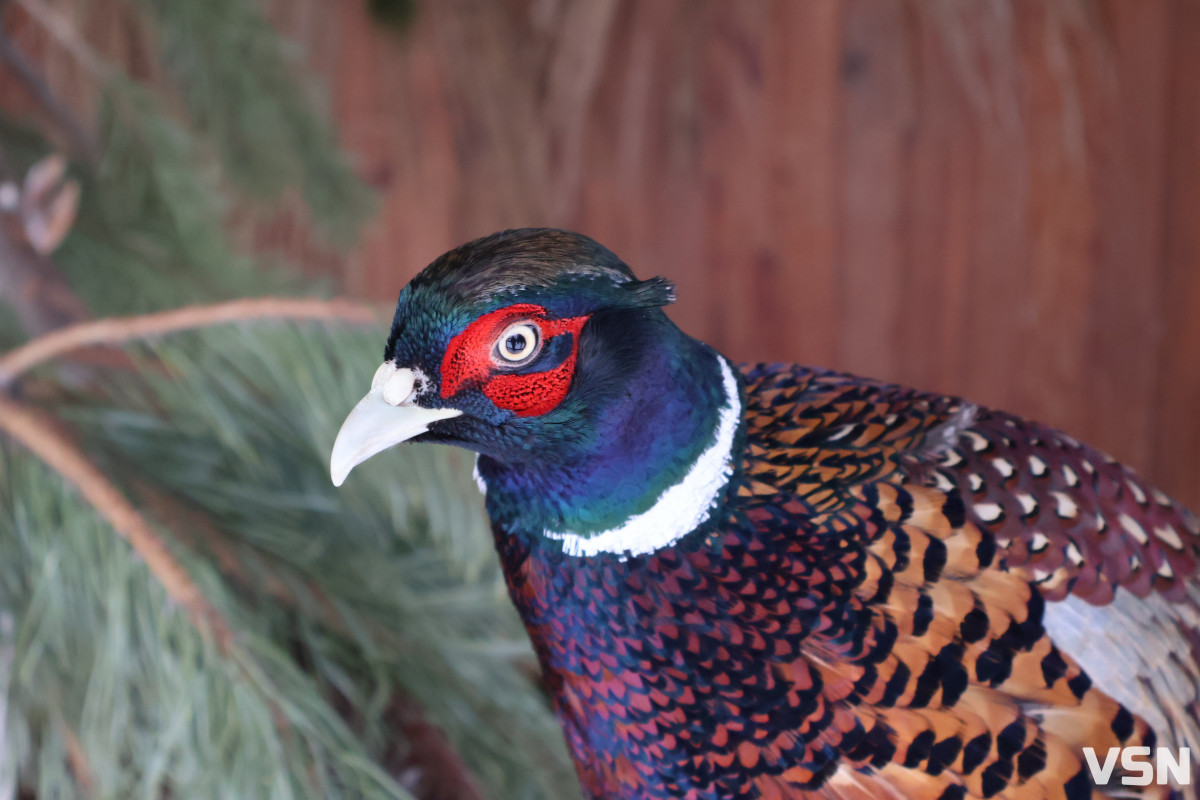 Як живе Луцький зоопарк взимку. Фоторепортаж