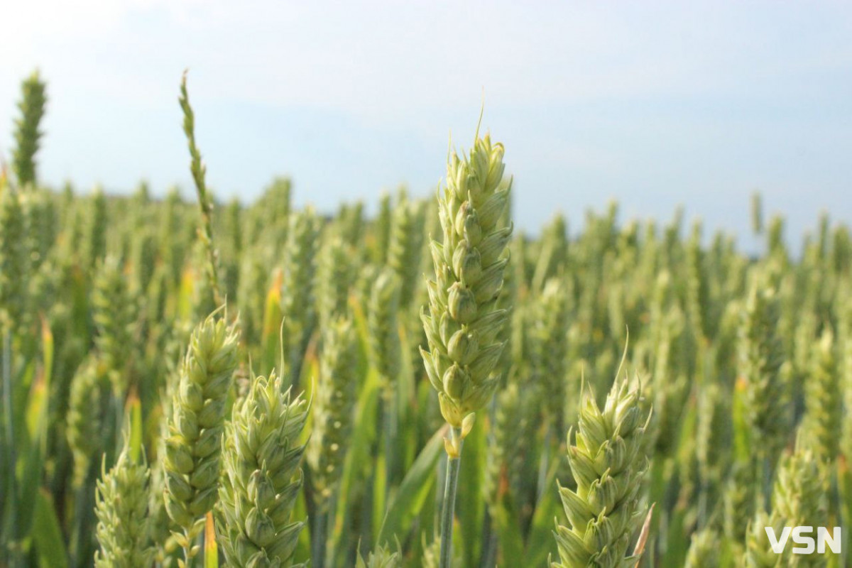 Скільки коштує ячмінь та пшениця до посівної на Волині: огляд цін