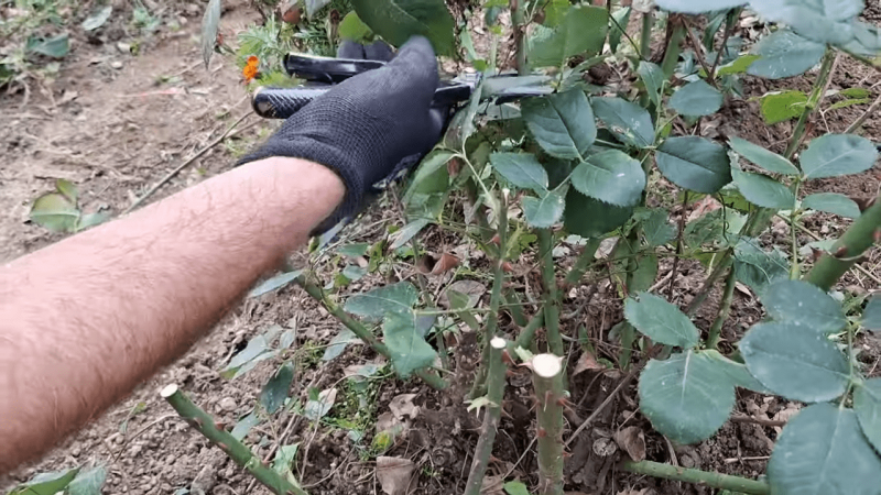 Як доглядати за трояндами навесні, щоб вони цвіли до осені